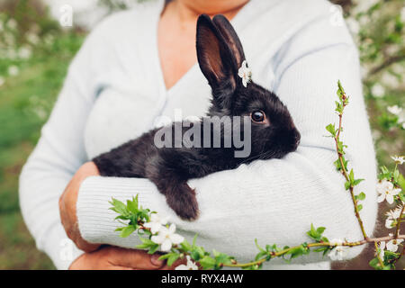 L'agricoltore che detiene il coniglio nero nella primavera del giardino. Little bunny con fiori sulla testa in seduta una donna le mani Foto Stock