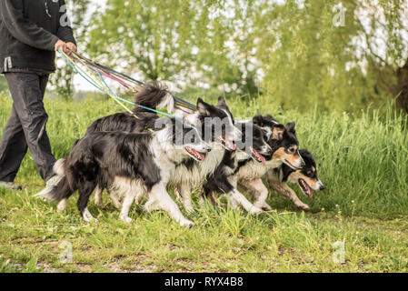 Donna cammina con molti cani al guinzaglio. Un pacco di obbediente Boder Collie a piedi su una strada con il loro proprietario. Foto Stock