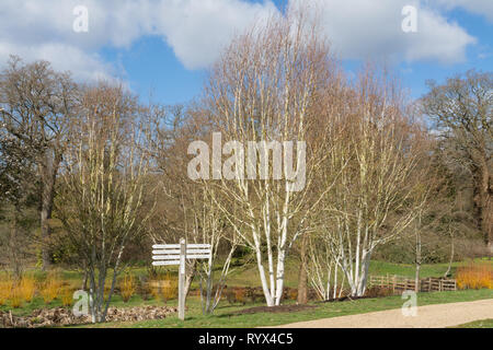 L'Himalayan betulla Grayswood 'fantasma' alberi (Betula utilis var. jacquemontii) in primavera a Savill Garden, Regno Unito Foto Stock