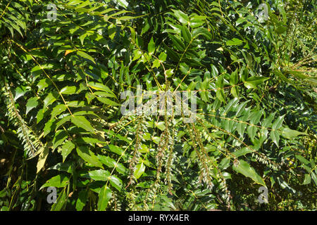 Mahonia X Media "Carità", un arbusto sempreverde con foglie pinnate, in un giardino Inglese a inizio primavera, REGNO UNITO Foto Stock