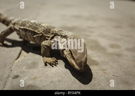 Primo piano della testa e corpo del fiume monitor lizard nel deserto in Africa Foto Stock