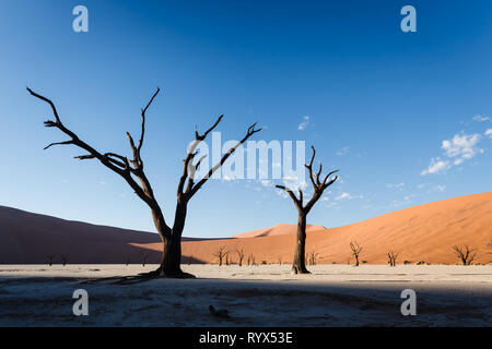 Close up di albero morto monconi formando sterile foresta nel letto asciutto del fiume Saline nella parte anteriore delle alte dune di sabbia Foto Stock