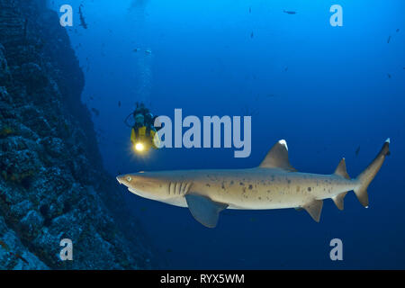 Subacqueo e Whitetip reef shark (Triaenodon obesus), a un drop-off, San Benedicto Isola, Revillagigedo islands, Messico Foto Stock