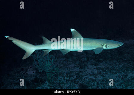 Weißspitzen-Riffhai (Triaenodon obesus), Baa Atoll, Malediven | Whitetip reef shark (Triaenodon obesus), Baa Atoll, Maldive Foto Stock