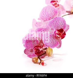 Orchid Phalaenopsis. Bellissimo il ramo di fiori di colore rosa. Tropical fiori di colore rosa di un'orchidea. Foto Stock