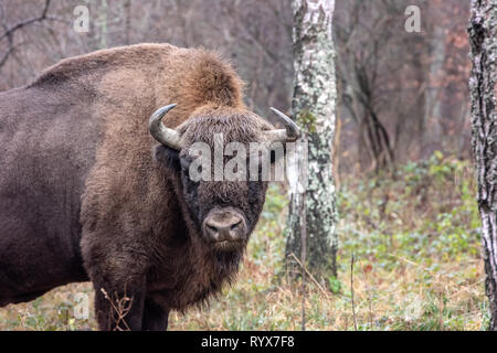 Close up ritratto di wild bisonte europeo (Bison bonasus). Dettagli della testa con grandi corna e spessa pelliccia marrone. Le specie vulnerabili. Wisent nella foresta Foto Stock