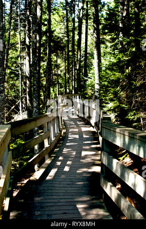 Canada, New Brunswick, Alma, Fundy National Park, punto Wolfe, escursioni, campeggio, ricreazione, passeggiate, sentieri, percorsi, percorso, Foto Stock