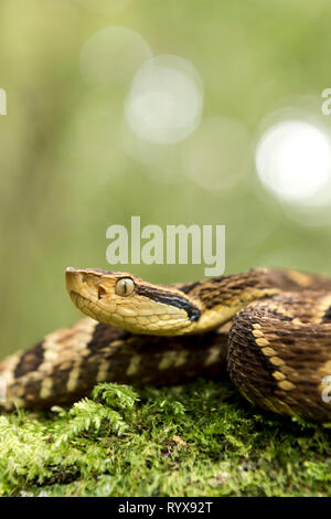 Una bella foto di una Bothrops jararaca, un serpente velenoso si trovano in Brasile. Foto Stock