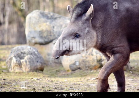 Tapirus terrestris ritratto Closeup testa animale ritratto Stock Photo Foto Stock