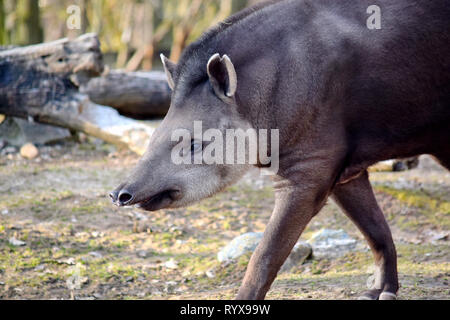 Tapirus terrestris ritratto Closeup testa animale ritratto Stock Photo Foto Stock