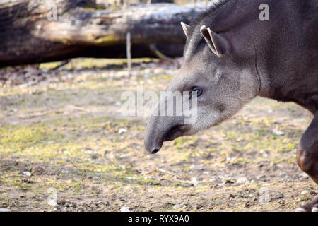 Tapirus terrestris ritratto Closeup testa animale ritratto Stock Photo Foto Stock