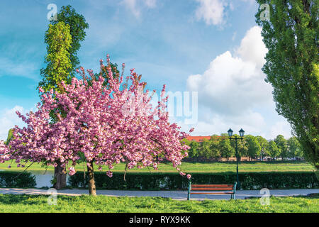 Sakura albero in fiore sul terrapieno. banco e lanterna vicino al percorso a piedi. primavera soleggiata mattinata. soffici nuvole del cielo. Ubicazione Uzhgorod Foto Stock