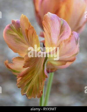 "Dissolvenza pastello' un pappagallo sbiadito tulip al vento Foto Stock