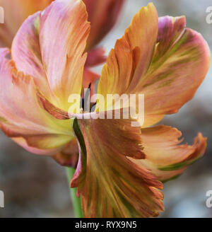 "Dissolvenza pastello' un pappagallo sbiadito tulip al vento Foto Stock