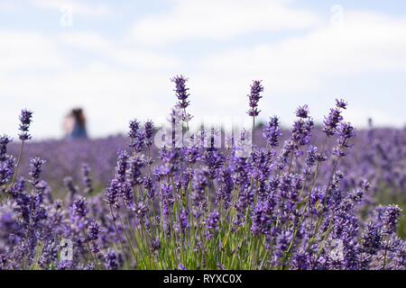 Coltivazione di lavanda in Gloucestershire Foto Stock