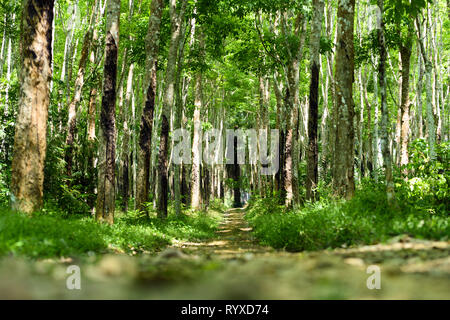 Splendida vista di un percorso che passa tra un verde piantagione di alberi della gomma (Hevea Brasiliensis) in Thailandia. Foto Stock