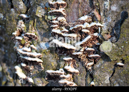 Gruppo di funghi con micelio parasitizing sulla corteccia di albero vivo in parco all'aperto sulla luminosa giornata di sole. Foto Stock