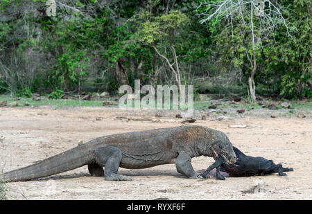 Il drago di attacchi. Il drago di Komodo attacca la preda. Il drago di Komodo, nome scientifico: Varanus komodoensis. Indonesia. Foto Stock