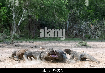 Lotta dei draghi di Komodo. Il drago di Komodo, nome scientifico: Varanus komodoensis. Indonesia. Foto Stock