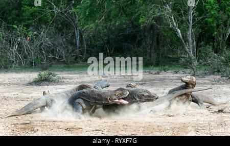 Lotta dei draghi di Komodo. Il drago di Komodo, nome scientifico: Varanus komodoensis. Indonesia. Foto Stock