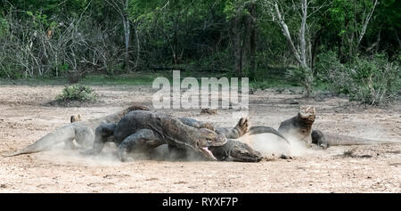 Lotta dei draghi di Komodo. Il drago di Komodo, nome scientifico: Varanus komodoensis. Indonesia. Foto Stock