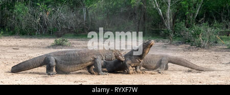 Lotta dei draghi di Komodo. Il drago di Komodo, nome scientifico: Varanus komodoensis. Indonesia. Foto Stock