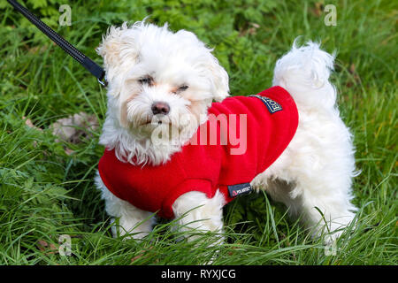 Finsbury Park, London, Regno Unito. Xv Mar, 2019. Un cane a Finsbury Park su un molto ventoso giorno. Credito: Dinendra Haria/Alamy Live News Foto Stock