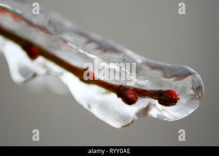 Bucarest, Romania - 27 Gennaio 2019: i rami di un albero sono coperti di ghiaccio dopo un inverno tempesta di ghiaccio, a Bucarest, in Romania. Foto Stock