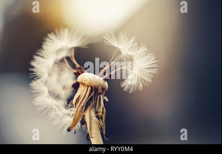 Autunno soffice bianco fiore di un dente di leone. Semi di tarassaco. Foto Stock