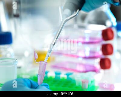 Scienziato il pipettaggio di un campione in una provetta eppendorf durante un esperimento in laboratorio. Foto Stock