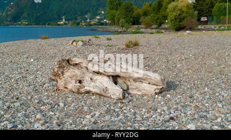 Angeschwemmtes Treibgut, Baumstamm, Holz mit Löchern durchzogen am Strand von Gravedona, Comer vedere Foto Stock