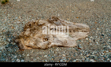 Angeschwemmtes Treibgut, Baumstamm, Holz mit Löchern durchzogen am Strand von Gravedona, Comer vedere Foto Stock