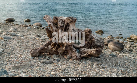 Angeschwemmtes Treibgut, Baumstamm, Holz mit Löchern durchzogen am Strand von Gravedona, Comer vedere Foto Stock