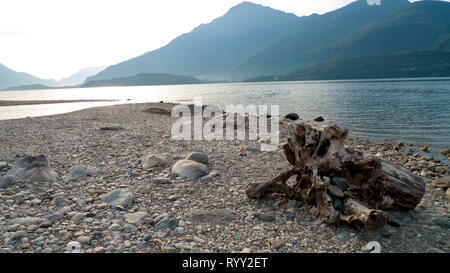 Angeschwemmtes Treibgut, Baumstamm, Holz mit Löchern durchzogen am Strand von Gravedona, Comer vedere Foto Stock