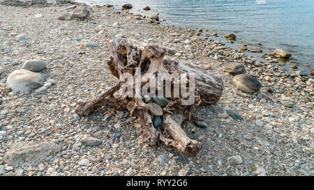 Angeschwemmtes Treibgut, Baumstamm, Holz mit Löchern durchzogen am Strand von Gravedona, Comer vedere Foto Stock