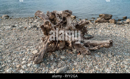 Angeschwemmtes Treibgut, Baumstamm, Holz mit Löchern durchzogen am Strand von Gravedona, Comer vedere Foto Stock