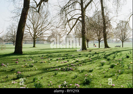 Clissold Park, Stoke Newington, North London UK, nei primi giorni di primavera, con fiori sull'erba Foto Stock