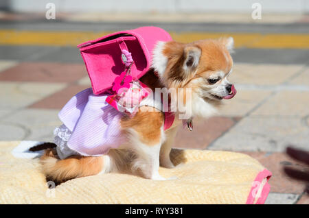 Un cane in un festival di cosplay in Osaka, Giappone nel marzo 2019. Foto Stock