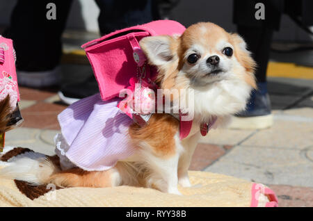 Un cane in un festival di cosplay in Osaka, Giappone nel marzo 2019. Foto Stock