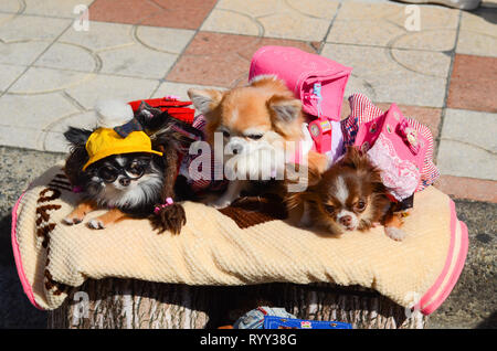 Un cane in un festival di cosplay in Osaka, Giappone nel marzo 2019. Foto Stock