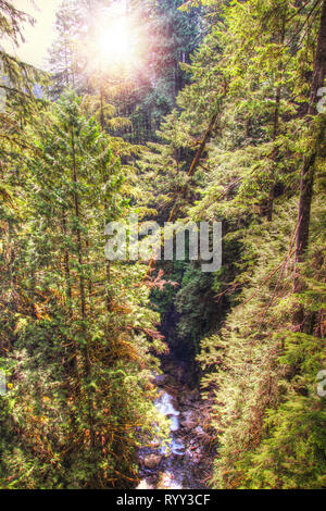 Flusso dei tagli attraverso 617 acri di fitte foreste di alberi di età compresa tra 80 e 100 anni nella soleggiata Lynn Canyon Park in North Vancouver, British Columbi Foto Stock