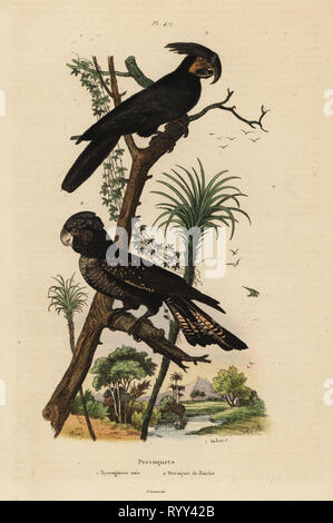 Palm cacatua, Probosciger aterrimus e red-tailed black cockatoo, banche Calyptorhynchus Mycroglosse noir et Perroquet de banche. Acciaio Handcolored incisione di du Casse dopo una illustrazione da Adolph patatine da Felix-Edouard Guerin-Meneville's Dictionnaire pittoresco d'Histoire Naturelle (pittoresco Dizionario di storia naturale), Parigi, 1834-39. Foto Stock