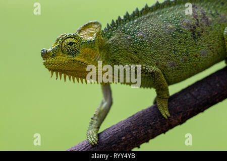 Flap-Necked camaleonte, Kenya, Africa Foto Stock