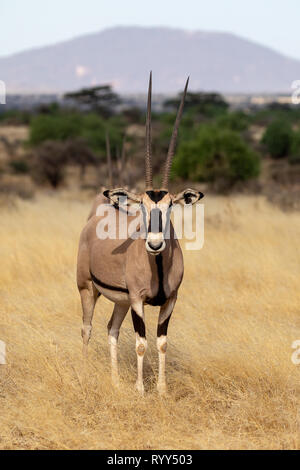 Beira Oryx, Kenya, Africa Foto Stock