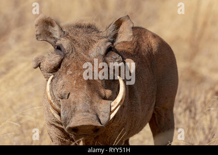 Warthog, Kenya, Africa Foto Stock