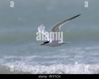 Lesser Crested Tern, Tanji, Gambia 28 Febbraio 2019 Foto Stock