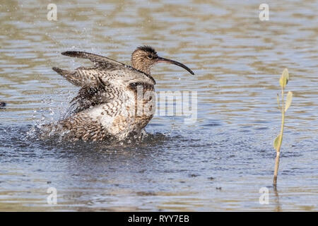 Whimbrel, balneazione in acque poco profonde, il fiume Gambia Gambia, 28 Febbraio 2019 Foto Stock