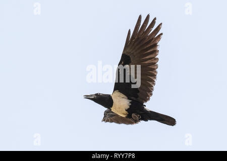 Pied Crow, Banjul (Gambia 2 Marzo 2019 Foto Stock