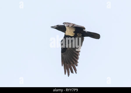 Pied Crow, Banjul (Gambia 2 Marzo 2019 Foto Stock