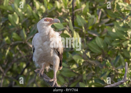 Palm-dado avvoltoio, Makasutu foresta, Gambia 3 Marzo 2019 Foto Stock
